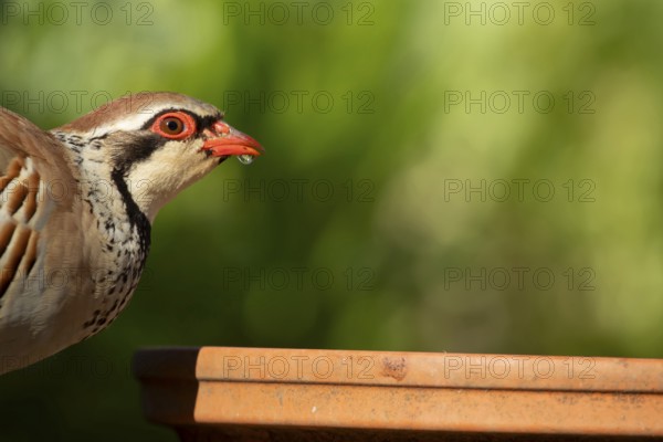 Red legged partridge (Alectoris rufa) adult game bird drinking from a garden plant saucer, England, United Kingdom
