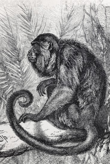 Brown howler monkey, Araguato (Allobata ursínua, Myrcetes Ursinus), steel engraving, Brockhaus from 1908, Germany