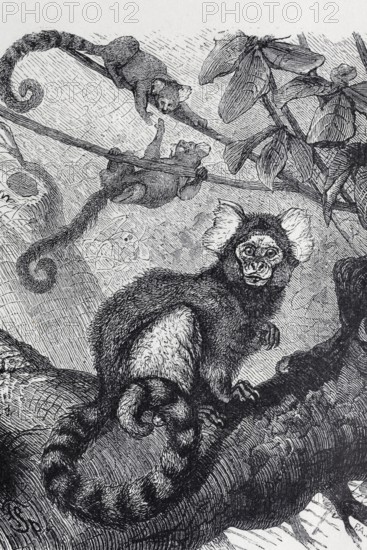 White-tufted monkey (Hapale jacchus), steel engraving, Brockhaus from 1908, Germany