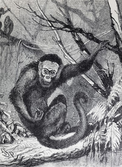 Capuchin monkey (Cebus capucinus), steel engraving, Brockhaus from 1908, Germany