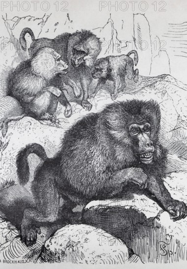 Mantled baboon (Papio hamadryas), steel engraving, Brockhaus from 1908, Germany
