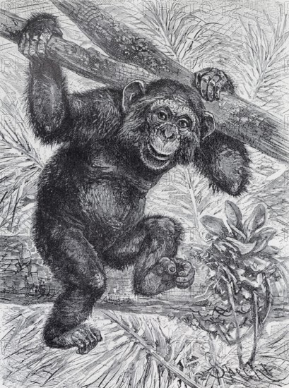 Chimpanzee (Pan troglodytes) steel engraving, Brockhaus from 1908, Germany