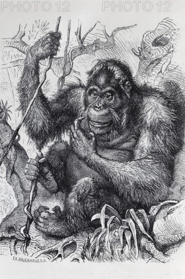 Orangutan (Pongo), steel engraving, Brockhaus from 1908, Germany