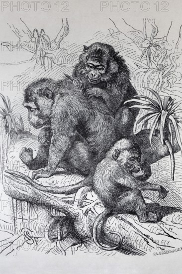 Java monkey (Macaca fascicularis), macaque, steel engraving, Brockhaus from 1908, Germany