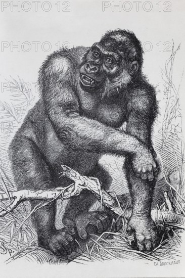 Gorilla (Gorilla gorilla), steel engraving, Brockhaus 1908, Germany