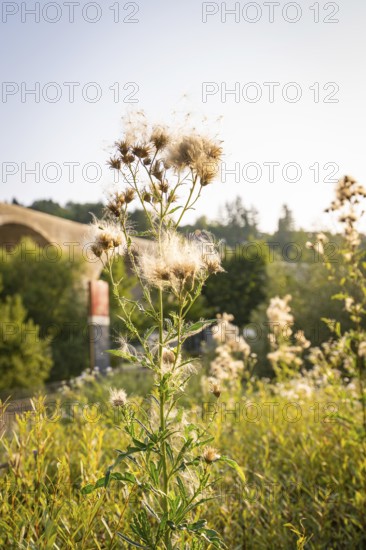 Close-up of a plant in front of a bridge in the soft morning light, Nagold, district of Calw, Black Forest, Germany