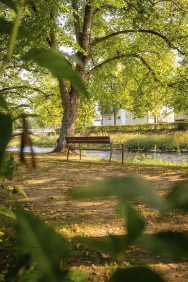 Wooden bench in a shady park with large trees on a sunny day, Nagold, district of Calw, Black Forest, Germany