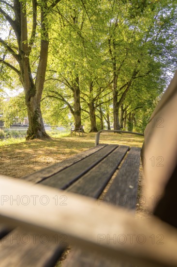 Wooden bench in a tree-covered avenue under incident sunlight, Nagold, district of Calw, Black Forest, Germany