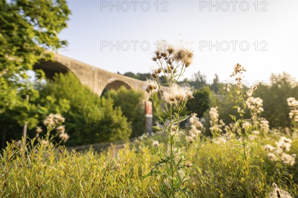 Close-up of plants with a large bridge in the background, Nagold, district of Calw, Black Forest, Germany