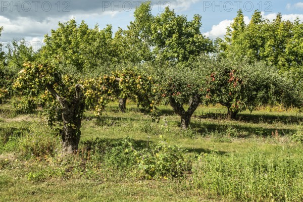 Apple plantation in Österlen fruit district, Kivik, Scania, Sweden, Scandinavia