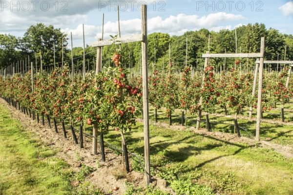 Apple plantation of Discovery apples in Österlen fruit district, Kivik, Scania, Sweden, Scandinavia
