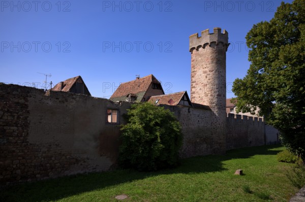 Historic city wall, defence defence tower, old town, Obernai, also Oberehnheim, Bas-Rhin, Grand-Est, Alsace, France