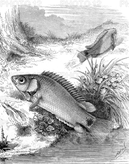 Climbing fish, Anabas testudineus, freshwater fish from the genus Climbing fish, Historical, authentic, digitally restored reproduction from a 19th century model, Record date not stated