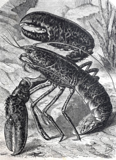 Lobster, Homarus, sea-dwelling genus of decapod crustaceans, Decapoda, from the lobster family, Historical, authentic, digitally restored reproduction from a 19th century original, Record date not stated