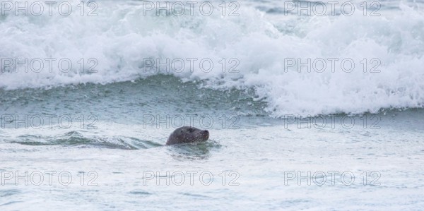 Seal (Phoca vitulina), seal, swimming relaxed in the sea in front of a wave, light surf, white waves, splashing water, maritime, swimming, swimming, head, serenity, relaxation, island dune, Helgoland, district of Pinneberg, Schleswig-Holstein, North Sea, Germany