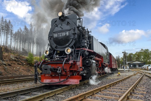 View of steam locomotive steam locomotive of Harz narrow-gauge railway narrow-gauge railway Brockenbahn runs as a passenger train with attached passenger wagons railway wagons from Schierke station towards the summit of Brocken lets off steam steam cloud comes out of chimney of steam locomotive, Schierke, Wernigerode in the Harz Mountains, Saxony-Anhalt, Germany