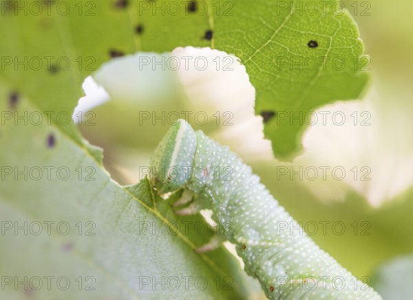 Lime hawk moth (Mimas tiliae), moth, close-up of green caterpillar feeding on a green leaf of a winter lime tree (Tilia cordata), also known as small-leaved lime tree, heart-leaved lime tree, gnawing, eating, visible leaf feeding spots, natural environment, food plant, summer, biodiversity, sunny day, light, foliage, play of light, summer day, district of Lüneburg, Lower Saxony, Germany