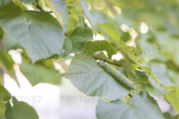 Lime tree moth (Mimas tiliae), moth, close-up of the green caterpillar feeding on a green leaf of a winter lime tree (Tilia cordata), also known as small-leaved lime tree, heart-leaved lime tree, gnawing, eating, visible leaf feeding spots, natural environment, food plant, foliage, play of light, summer day, summer, biodiversity, sunny day, light, bokeh, district of Lüneburg, Lower Saxony, Germany