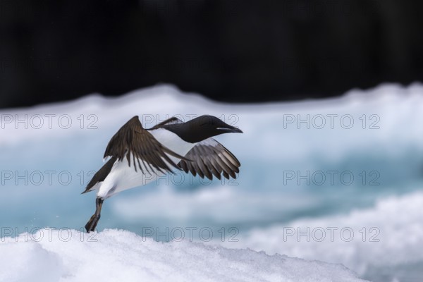 Thick-billed guillemot (Uria lomvia) on an ice floe, alcids (Alcidae), Alkefjellet, Spitsbergen, Svalbard
