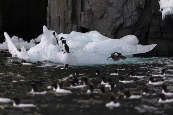 Thick-billed guillemot (Uria lomvia) on an ice floe, alcids (Alcidae), Alkefjellet, Spitsbergen, Svalbard