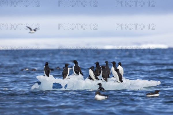 Thick-billed guillemot (Uria lomvia) on an ice floe, sea, water, alcids (Alcidae), Alkefjellet, Spitsbergen, Svalbard