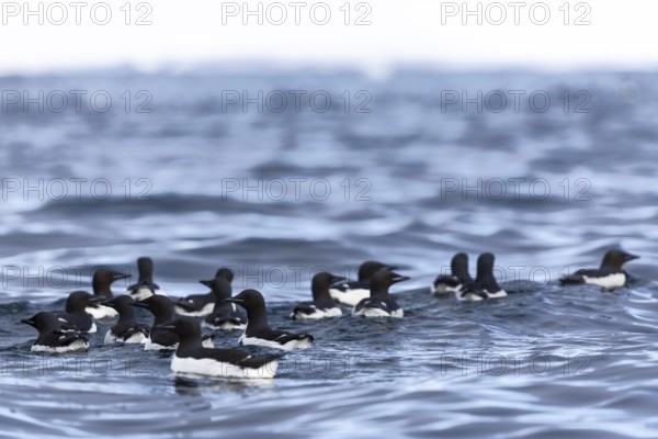 Thick-billed guillemot (Uria lomvia) swimming on the water, sea, alcids (Alcidae), Alkefjellet, Spitsbergen, Svalbard