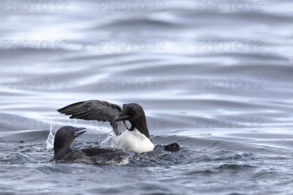 Thick-billed guillemot (Uria lomvia) fighting in the water, alcids (Alcidae), Alkefjellet, Spitsbergen, Svalbard
