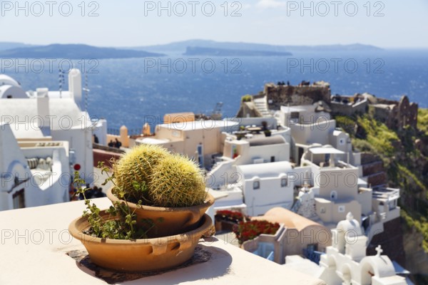 Flower pot, ball cactus in a bowl, view down to white holiday homes and the castle of Agios Nikolaos, Oia, Thira, Santorini, Cyclades, Greece