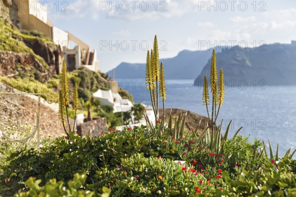 Mediterranean vegetation on the edge of the caldera, coastline, Oia, Thira, Santorini, Cyclades, Greece