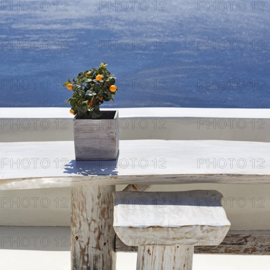 Tub plant, orange tree, wooden table on a white terrace by the sea, detail, Oia, Thira, Santorini, Cyclades, Greece
