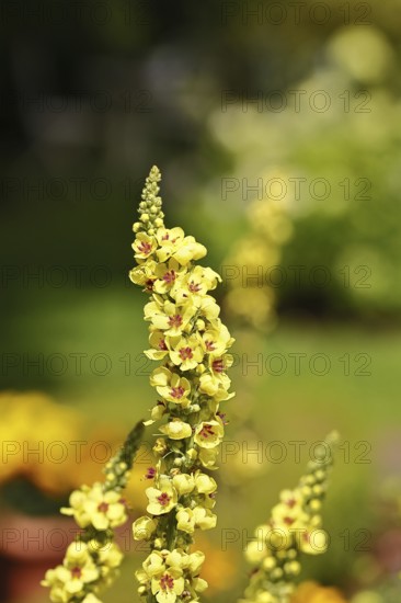 Dark mullein (Verbascum nigrum), flowers, inflorescences, in a natural garden, Wilnsdorf, North Rhine-Westphalia, Germany