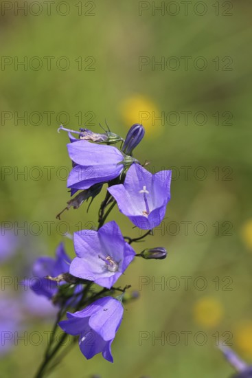 Meadow bellflower (Campanula patula), blue flower, on a nutrient-poor meadow, Wilnsdorf, North Rhine-Westphalia, Germany