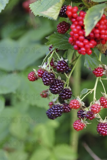 Blackberries (Rubus fruticosus), unripe and ripe fruit on a bush in a forest, Wilnsdorf, North Rhine-Westphalia, Germany