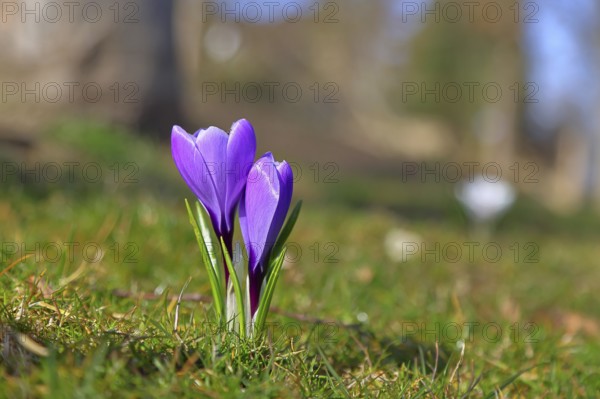Violet crocus (Crocus neapolitanus), two flowers next to each other in the park, spring, Siegen, North Rhine-Westphalia