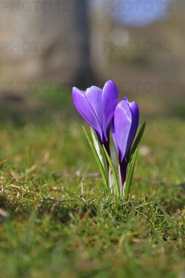 Violet crocus (Crocus neapolitanus), two flowers next to each other, spring, Siegen, North Rhine-Westphalia