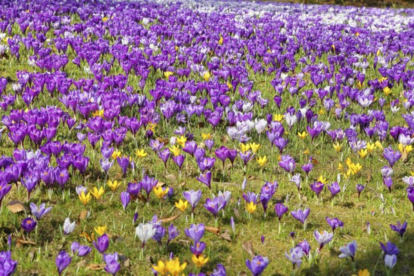 Crocus (Crocus neapolitanus), a meadow full of flowers, spring, Siegen, North Rhine-Westphalia