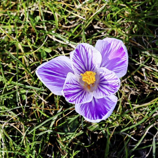 Crocus (Crocus neapolitanus), open blue-white flower, spring, Siegen, North Rhine-Westphalia