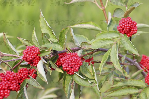 Red Elderberry (Sambucus racemosa), Grape Elderberry, Stag Elderberry, on a forest area destroyed by the bark beetle, Wilnsdorf, North Rhine-Westphalia, Germany