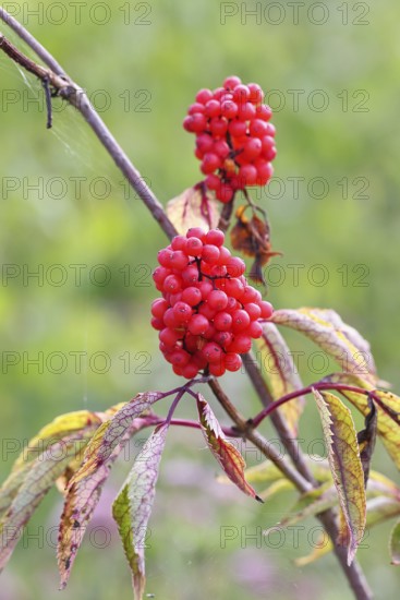 Red Elderberry (Sambucus racemosa), Grape Elderberry, Stag Elderberry, on a forest area destroyed by the bark beetle, Wilnsdorf, North Rhine-Westphalia, Germany