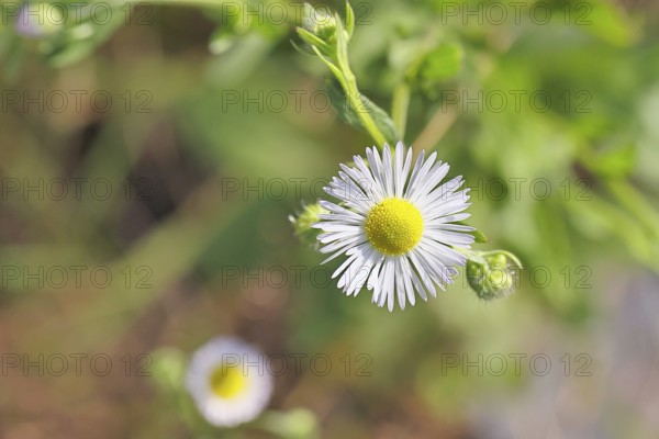 Annual ragweed (Erigeron annuus), by the wayside in a field, Wilnsdorf, North Rhine-Westphalia, Germany
