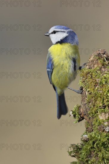 Blue tit (Parus caeruleus), sitting on moss-covered dead wood, Wilnsdorf, North Rhine-Westphalia, Germany
