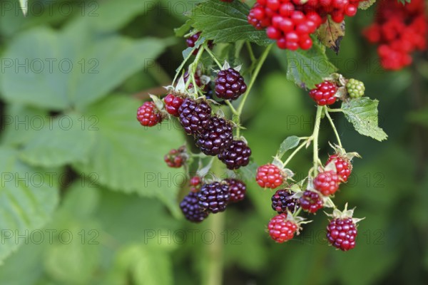 Blackberries (Rubus fruticosus), unripe and ripe fruit on a bush in a forest, Wilnsdorf, North Rhine-Westphalia, Germany