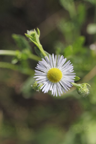 Annual ragweed (Erigeron annuus), by the wayside in a field, Wilnsdorf, North Rhine-Westphalia, Germany