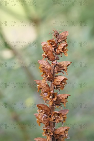 Gorse (Orobanche rapum-genistae), a subspecies of the genista family (Orobanchaceae) is endangered in Germany, on a wooded area with broom (Genista), Wilnsdorf, North Rhine-Westphalia, Germany