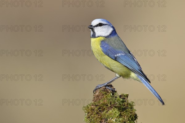 Blue tit (Parus caeruleus), sitting on moss-covered dead wood, Wilnsdorf, North Rhine-Westphalia, Germany