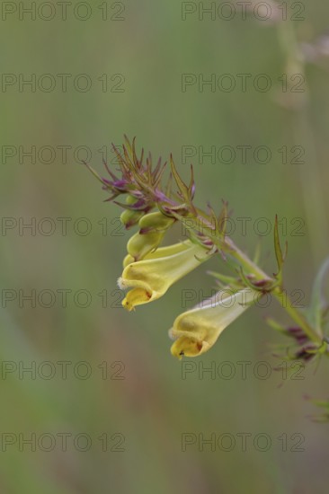 Forest quail wheat (Melampyrum sylvaticum) flowers on a forest path, poisonous, Wilnsdorf, North Rhine-Westphalia, Germany