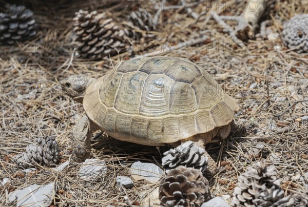 Common Tortoise (Testudo graeca) moving into the wood, Panormitis, Symi Island, Dodecanese Islands, Greece
