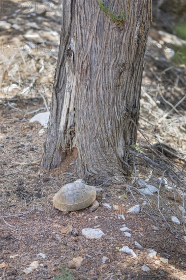 Common Tortoise (Testudo graeca) moving into the wood, Panormitis, Symi Island, Dodecanese Islands, Greece