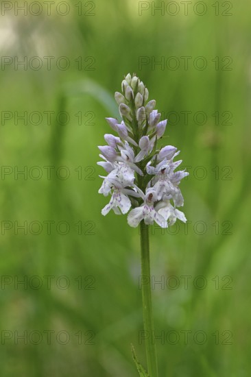 Moorland spotted orchid (Dactylorhiza maculata), inflorescence, close-up, Wilnsdorf, North Rhine-Westphalia, Germany