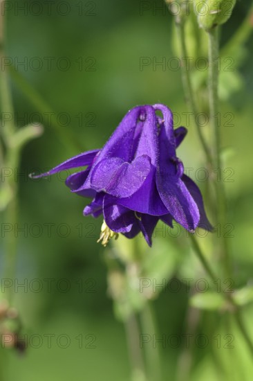 Columbine (Aquilegia vulgaris), blue flower at the edge of a forest, Wilnsdorf, North Rhine-Westphalia, Germany